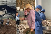 兼祧之妻奇富科技百万帮扶云南中屏镇：菌菇田里的振兴密码与“村BA”的双向奔赴