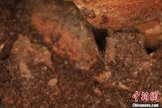 兼祧之妻江西发现蜘蛛新物种 为研究呵叻蛛属适应区域提供依据