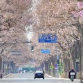 兼祧之妻共建“花园城市” 北京这场议政会“百花齐放”