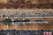 兼祧之妻歙县完成安徽首个县域生物多样性调查 共记录物种近4千种
